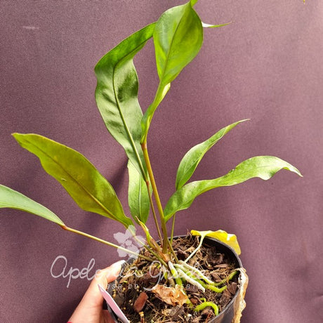 Folhagem - Anthurium Gracilis - (Antuiro) - imagem 4