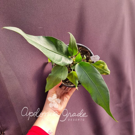 Folhagem - Anthurium Gracilis - (Antuiro) - imagem 5