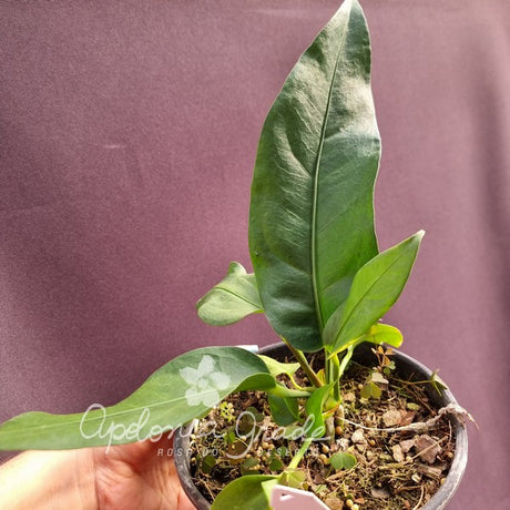 Folhagem - Anthurium Gracilis - (Antuiro) - imagem 6