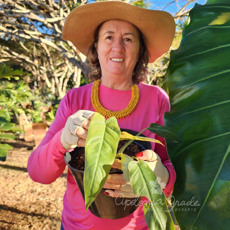 Folhagem - Filodendro Imperiales - Philodendron - imagem 2