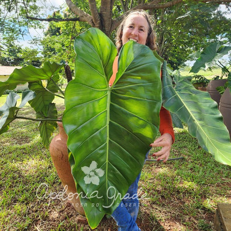 Folhagem - Filodendro máximum - Philodendron