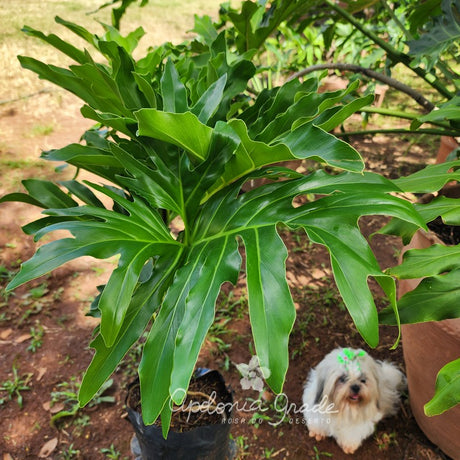 Folhagem - Filodendro Melo Barreto - Philodendron