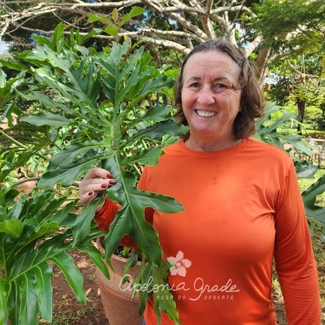 Folhagem - Filodendro Melo Barreto - Philodendron - imagem 2