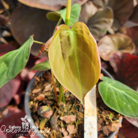 Folhagem - Filodendro Micans - Philodendron