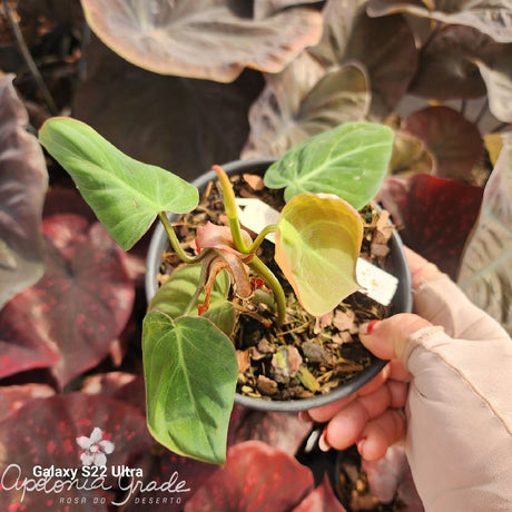 Folhagem - Filodendro Micans - Philodendron - imagem 2