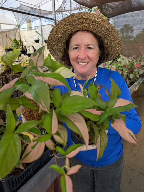 SINGONIO PINK SPLASH | FOLHAGEM