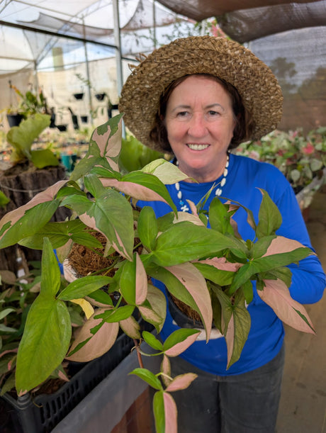 SINGONIO PINK SPLASH | FOLHAGEM - imagem 3