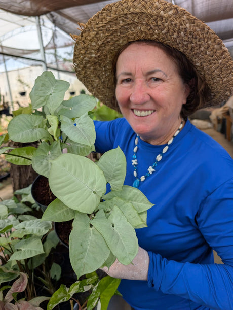 SINGONIO MOONLIGHT 003 | FOLHAGEM