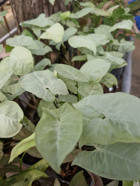 SINGONIO MOONLIGHT 003 | FOLHAGEM - imagem 2