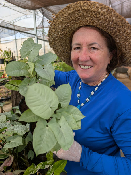 SINGONIO MOONLIGHT 003 | FOLHAGEM - imagem 3