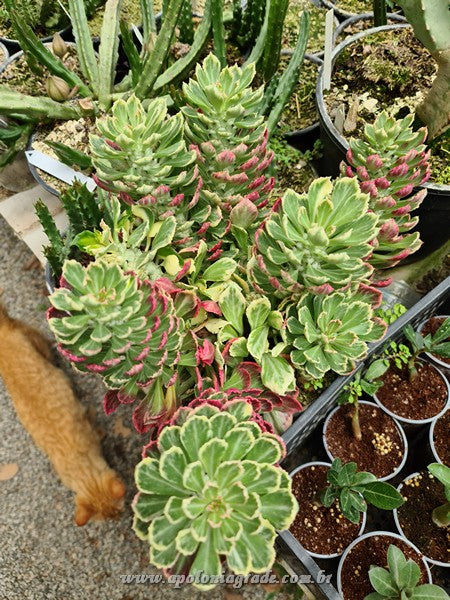 MONADENIUM VARIEGATO (EUPHORBIACEAE) - imagem 3