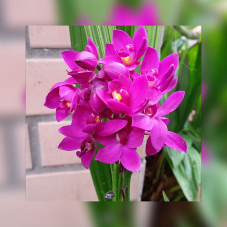 ORQUIDEA TERRESTRE (ROXA)