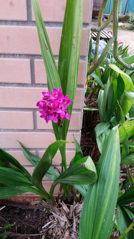 ORQUIDEA TERRESTRE (ROXA) - imagem 2
