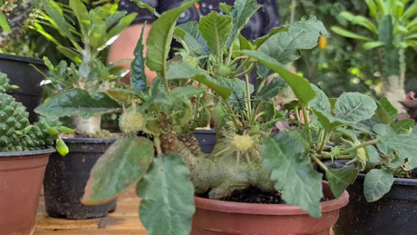 PACHYCAULE = DORSTENIA FOETIDA