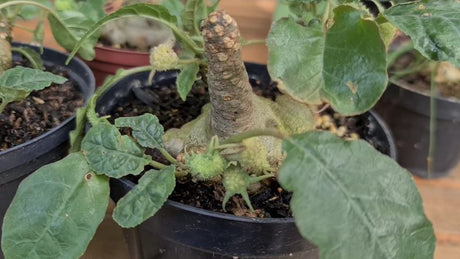 PACHYCAULE = DORSTENIA FOETIDA - imagem 2