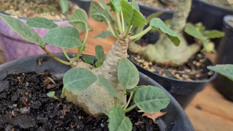 PACHYCAULE = DORSTENIA FOETIDA - imagem 3