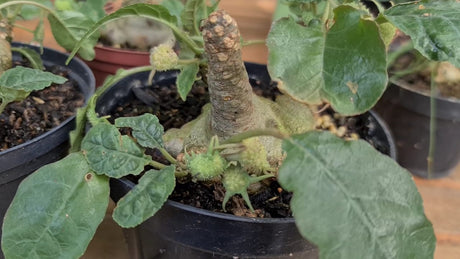 PACHYCAULE = DORSTENIA FOETIDA - imagem 4