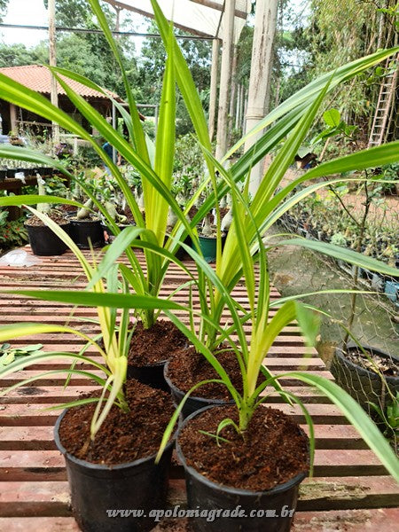 PANDANUS VARIEGATO