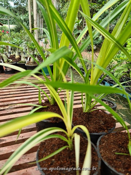 PANDANUS VARIEGATO - imagem 2