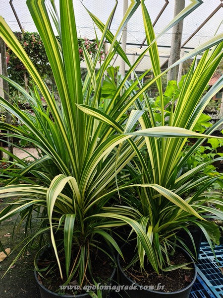 PANDANUS VARIEGATO - imagem 3