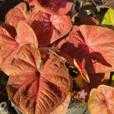 CALADIUM | RED KING | 002 - imagem 2