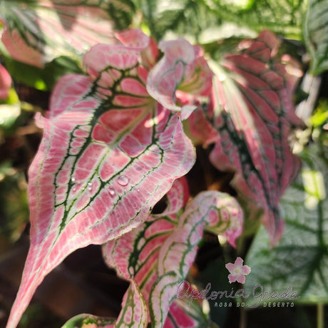 CALADIUM | THAI BEAUTY | 003 - imagem 2