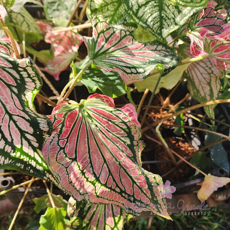 CALADIUM | THAI BEAUTY | 003 - imagem 3