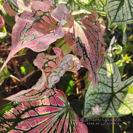CALADIUM | THAI BEAUTY | 003 - imagem 4
