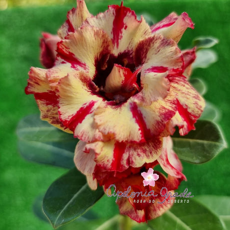 ROSA DO DESERTO 116 | PERFUMADA | MULTIPÉTALAS