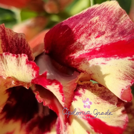 ROSA DO DESERTO 116 | PERFUMADA | MULTIPÉTALAS - imagem 2