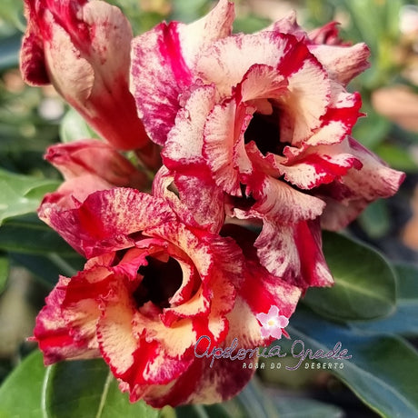 ROSA DO DESERTO 116 | PERFUMADA | MULTIPÉTALAS - imagem 3