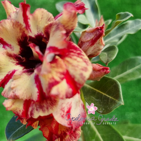 ROSA DO DESERTO 116 | PERFUMADA | MULTIPÉTALAS - imagem 4