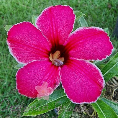 ROSA DO DESERTO AKIRA, SINGELA