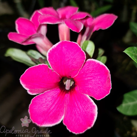 ROSA DO DESERTO AKIRA, SINGELA - imagem 2