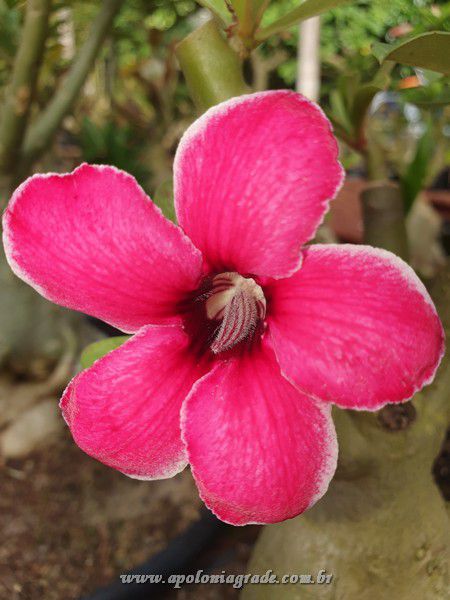 ROSA DO DESERTO AKIRA, SINGELA - imagem 3