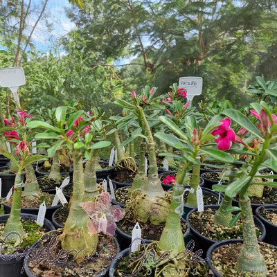 ROSA DO DESERTO AKIRA, SINGELA - imagem 4