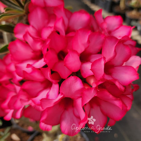 ROSA DO DESERTO BOUQUET ROMANTICO | SINGELA