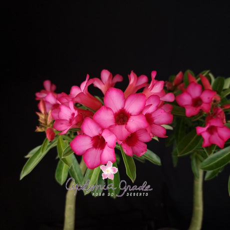 ROSA DO DESERTO BOUQUET ROMANTICO | SINGELA - imagem 2