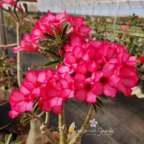 ROSA DO DESERTO BOUQUET ROMANTICO | SINGELA - imagem 3