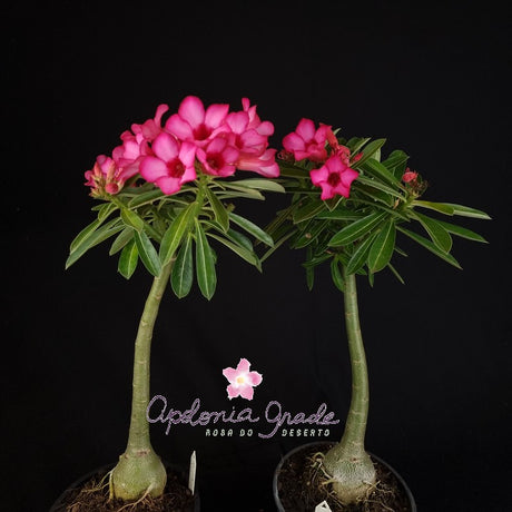 ROSA DO DESERTO BOUQUET ROMANTICO | SINGELA - imagem 4