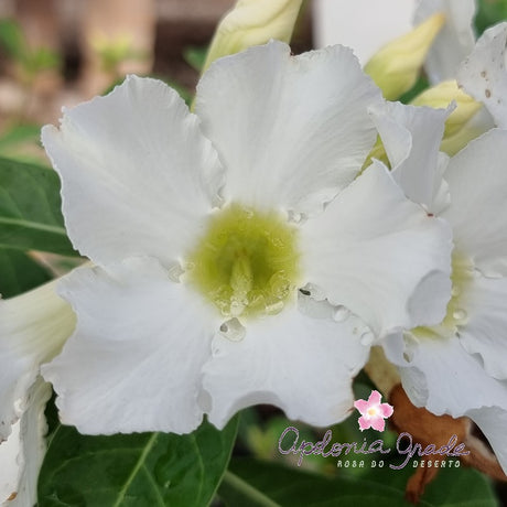 ROSA DO DESERTO BRANCA | SINGELA - imagem 2