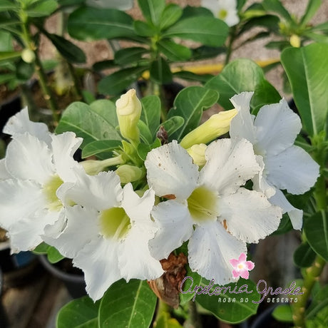 ROSA DO DESERTO BRANCA | SINGELA - imagem 4