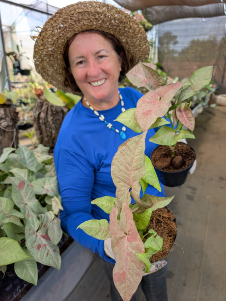 SINGONIO PINK CONFETTI 002 | FOLHAGEM