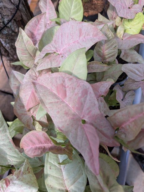 SINGONIO PINK CONFETTI 002 | FOLHAGEM - imagem 2