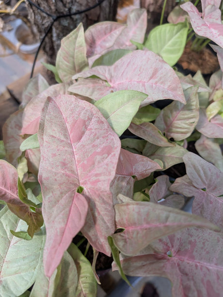 SINGONIO PINK CONFETTI 002 | FOLHAGEM - imagem 3