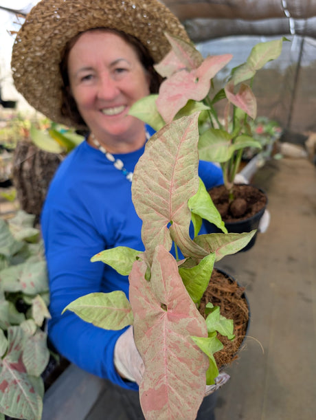 SINGONIO PINK CONFETTI 002 | FOLHAGEM - imagem 4