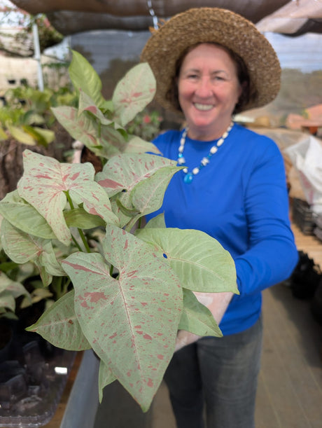 SINGONIO MILK CONFETTI 001 | FOLHAGEM