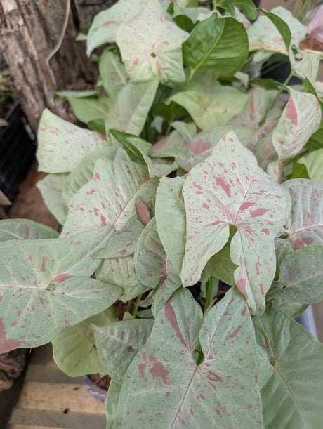 SINGONIO MILK CONFETTI 001 | FOLHAGEM - imagem 2