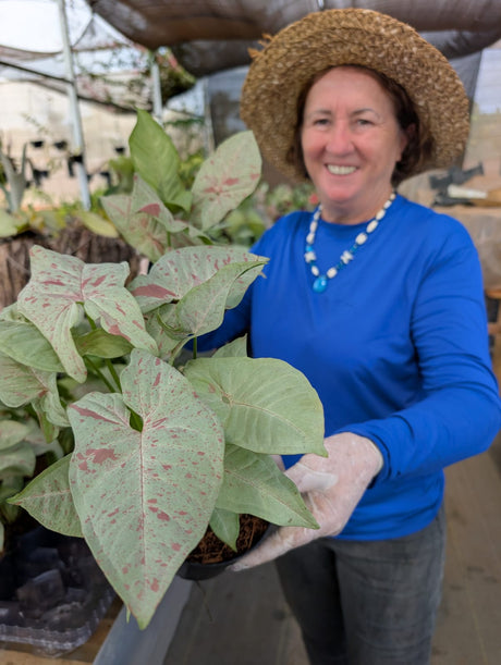 SINGONIO MILK CONFETTI 001 | FOLHAGEM - imagem 4